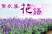 薰衣草花语