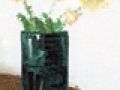金边虎皮兰花语:坚韧不拔